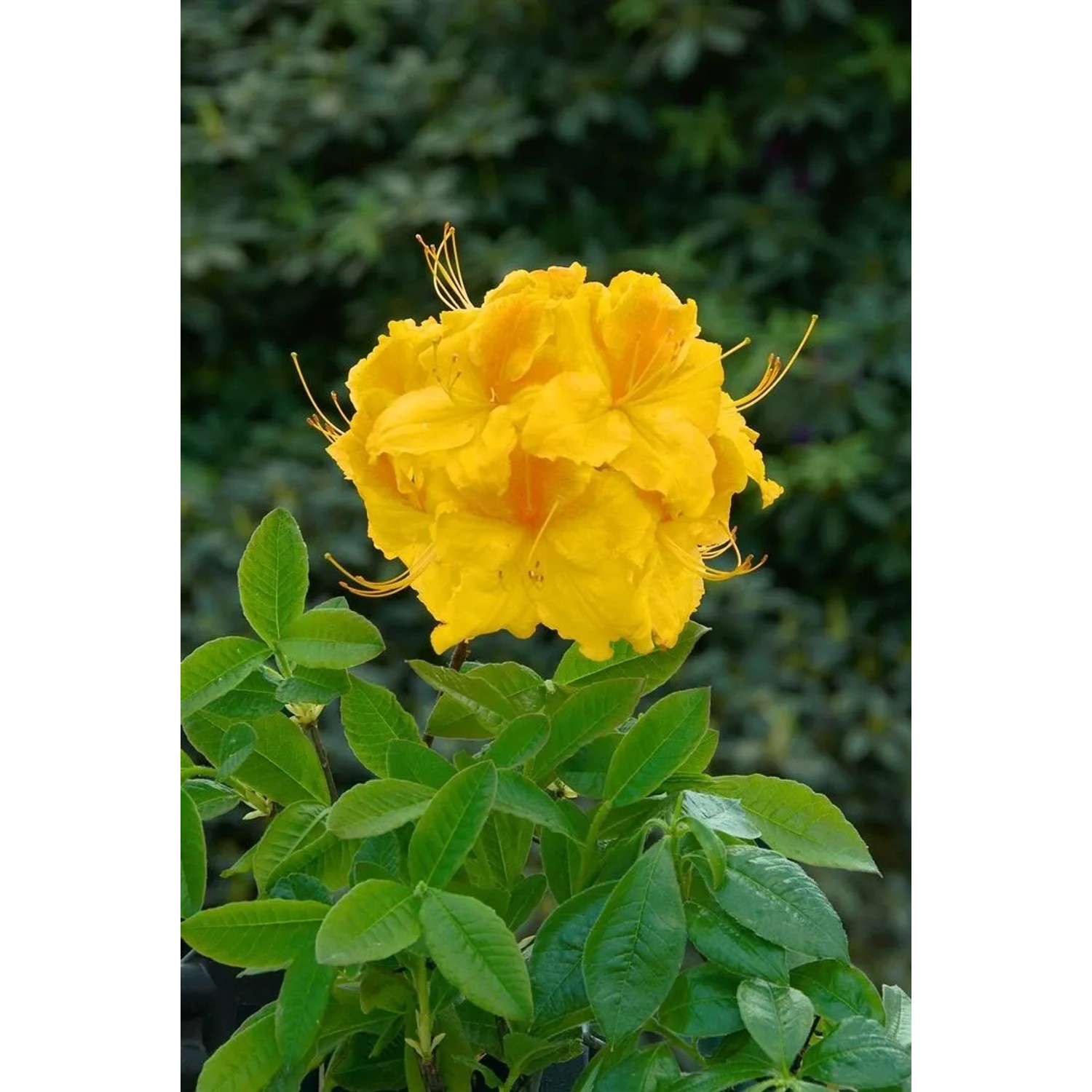 Gelber Rhododendron Luteum Goldpracht (50–60 cm) mit üppiger Blüte im Garten.