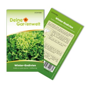 Samentütchen Winterendivien 'Gialla A Cuore': ertragreiche Sorte für knackige Wintersalate.