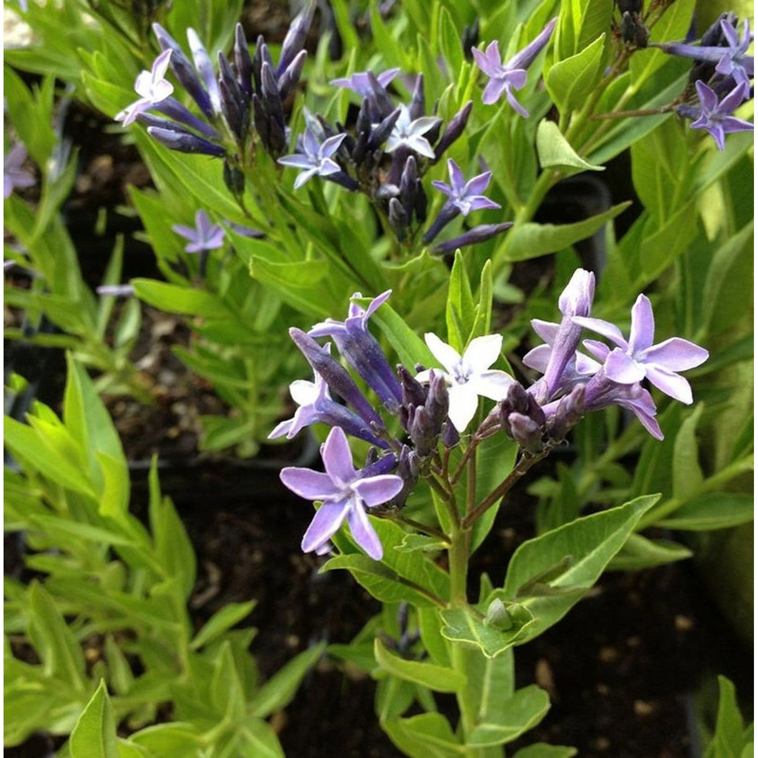 Orientalischer Blaustern - Amsonia orientalis günstig online kaufen