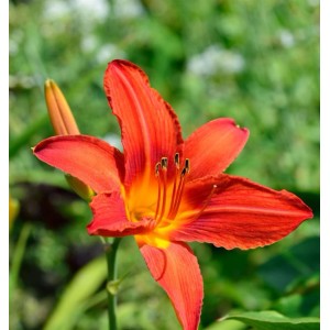 Taglilie Chicago Apache - Hemerocallis cultorum