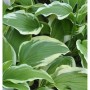 Funkie 'Moerheim' (Hosta fortunei) mit grün-weiß panaschierten Blättern.