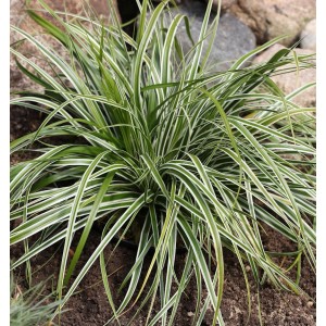 Oshima Segge 'Everest': Grüne Staude mit weißen Streifen, ideal als Bodendecker.