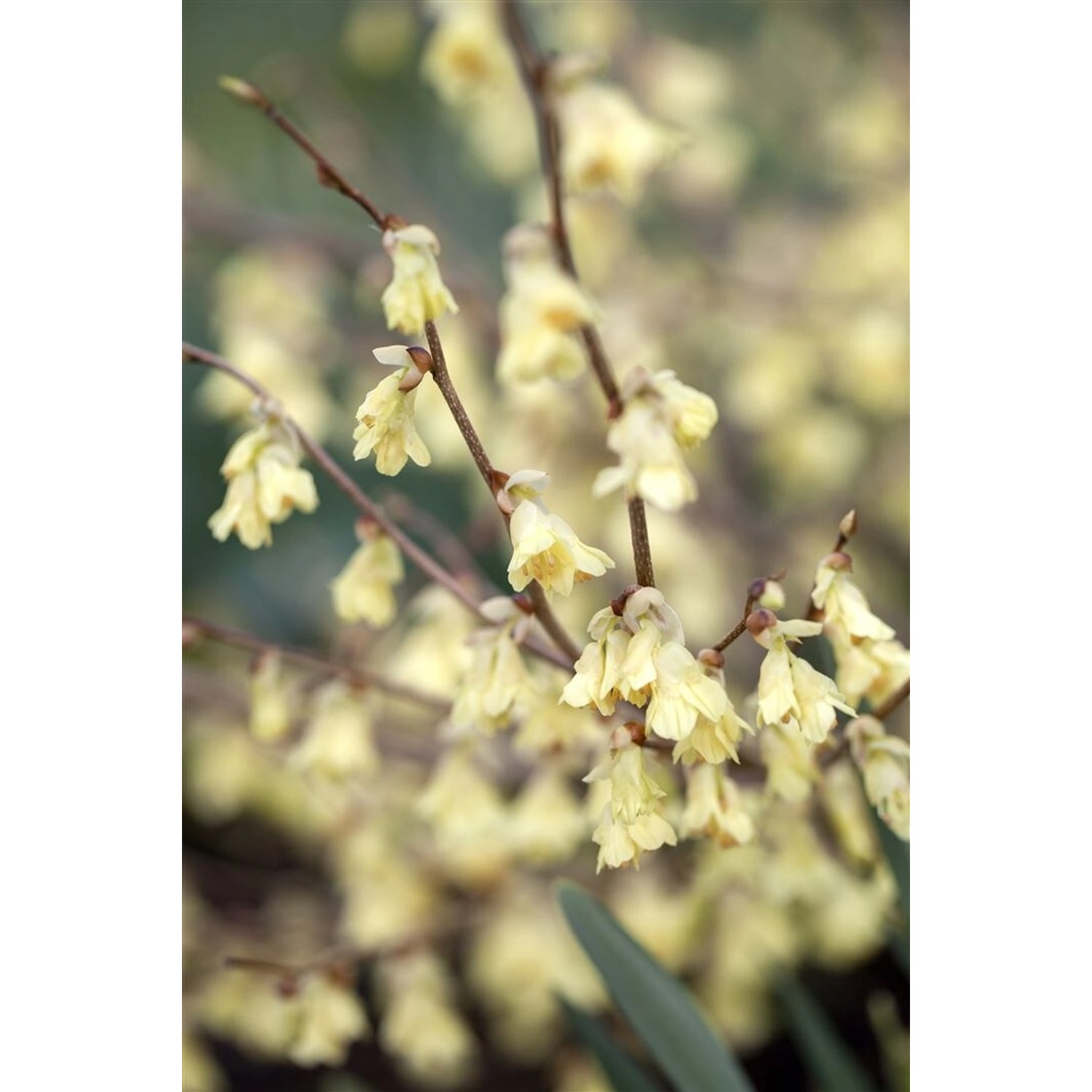 Corylopsis Pauciflora Scheinhasel Zartgelb 60–80 cm günstig online kaufen