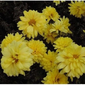 Gelbe Winteraster Juno (Chrysanthemum hortorum) im Detail.