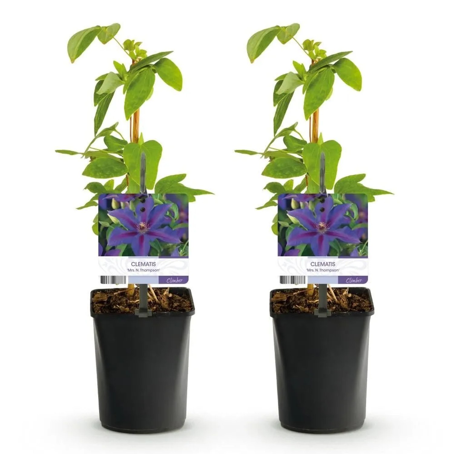 Exotenherz Kletterpflanzen Clematis Mrs. N. Thompson 2er Set -11cm Topf günstig online kaufen