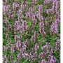 Nahaufnahme der blühenden Kaschmir Katzenminze Pink Cat (Nepeta nervosa) Staude mit rosa Blüten.