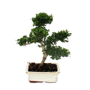 Exotenherz Bonsai Ilex Crenata, ca. 6 Jahre alt, in weißer Keramikschale.