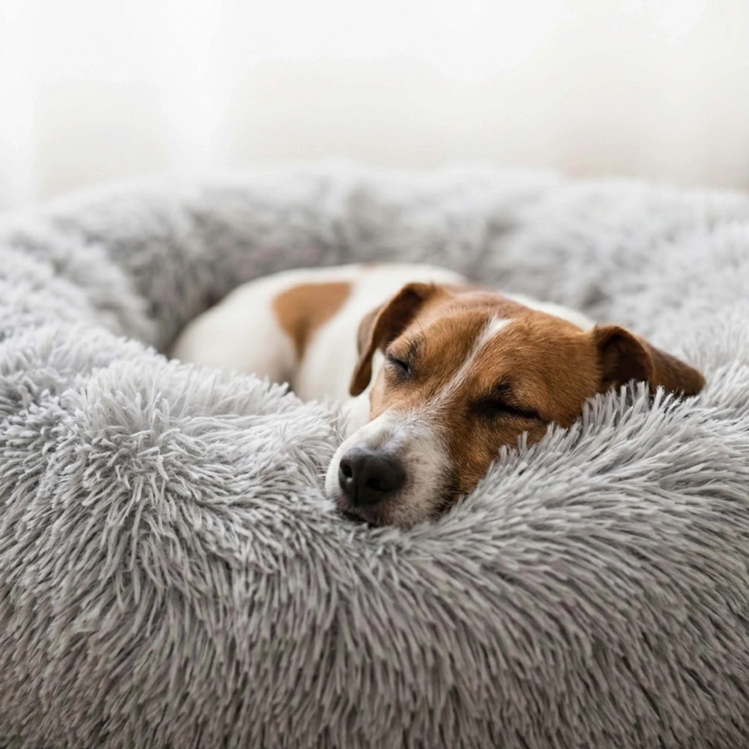 Gemütliches, hellgraues Plüsch-Hundebett mit hohem Rand, in dem ein kleiner Hund entspannt schläft. Rutschfest & waschbar.