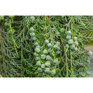 Detailaufnahme der Chamaecyparis lawsoniana 'Intertexta' Heckenpflanze mit Zapfen.