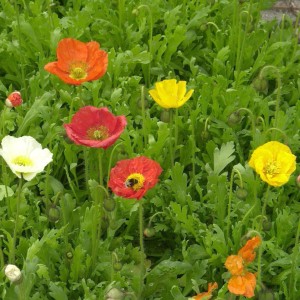 Islandmohn 'Champ Bubbles Mix': Farbenfrohe Mohnblumen in Gelb, Rot, Orange und Weiß im Beet.