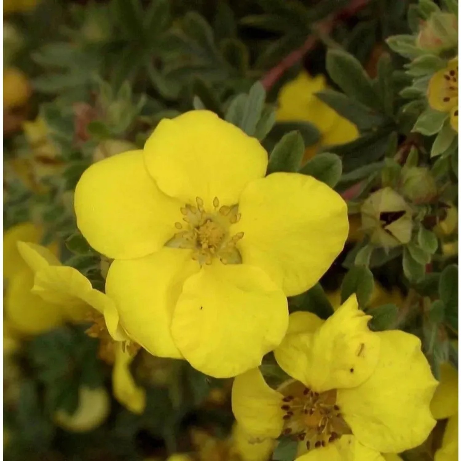 10x Fünffingerstrauch Goldstar - Potentilla fruticosa