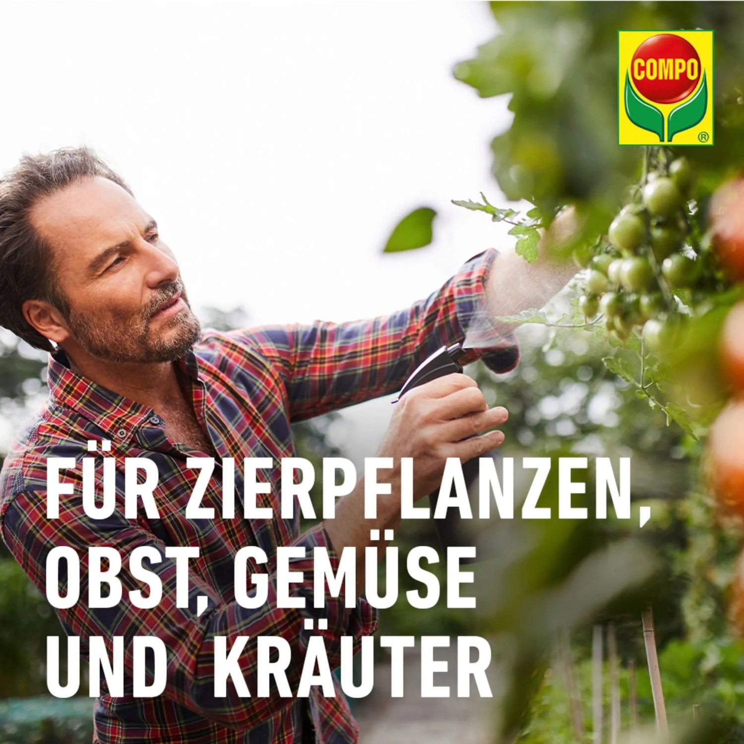 Mann sprüht Compo Blattlaus-frei auf Tomatenpflanze. Bio Insektizid für Zierpflanzen, Obst, Gemüse und Kräuter.
