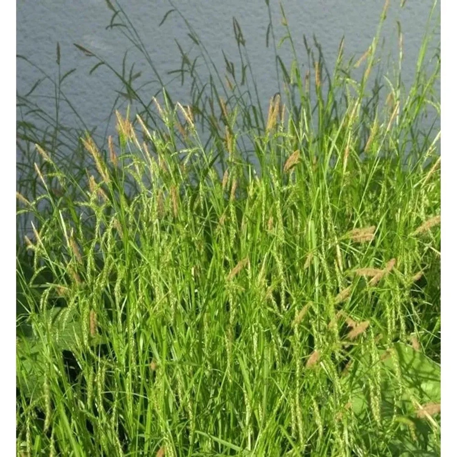 Waldsegge - Carex sylvatica