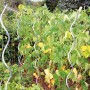 Bellissa Aluspirale 180 cm als Rankhilfe für Tomatenpflanzen im Garten.