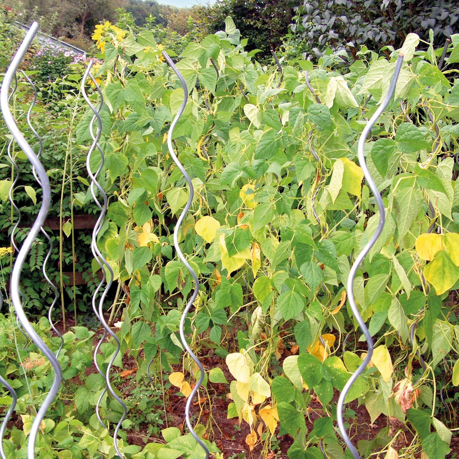 Bellissa Aluspirale 180 cm als Rankhilfe für Tomatenpflanzen im Garten.