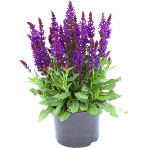 Farbenfroher Stauden-Mix im Topf (ca. 15 cm Ø) mit lila Blüten, ideal für Beet und Kübel.