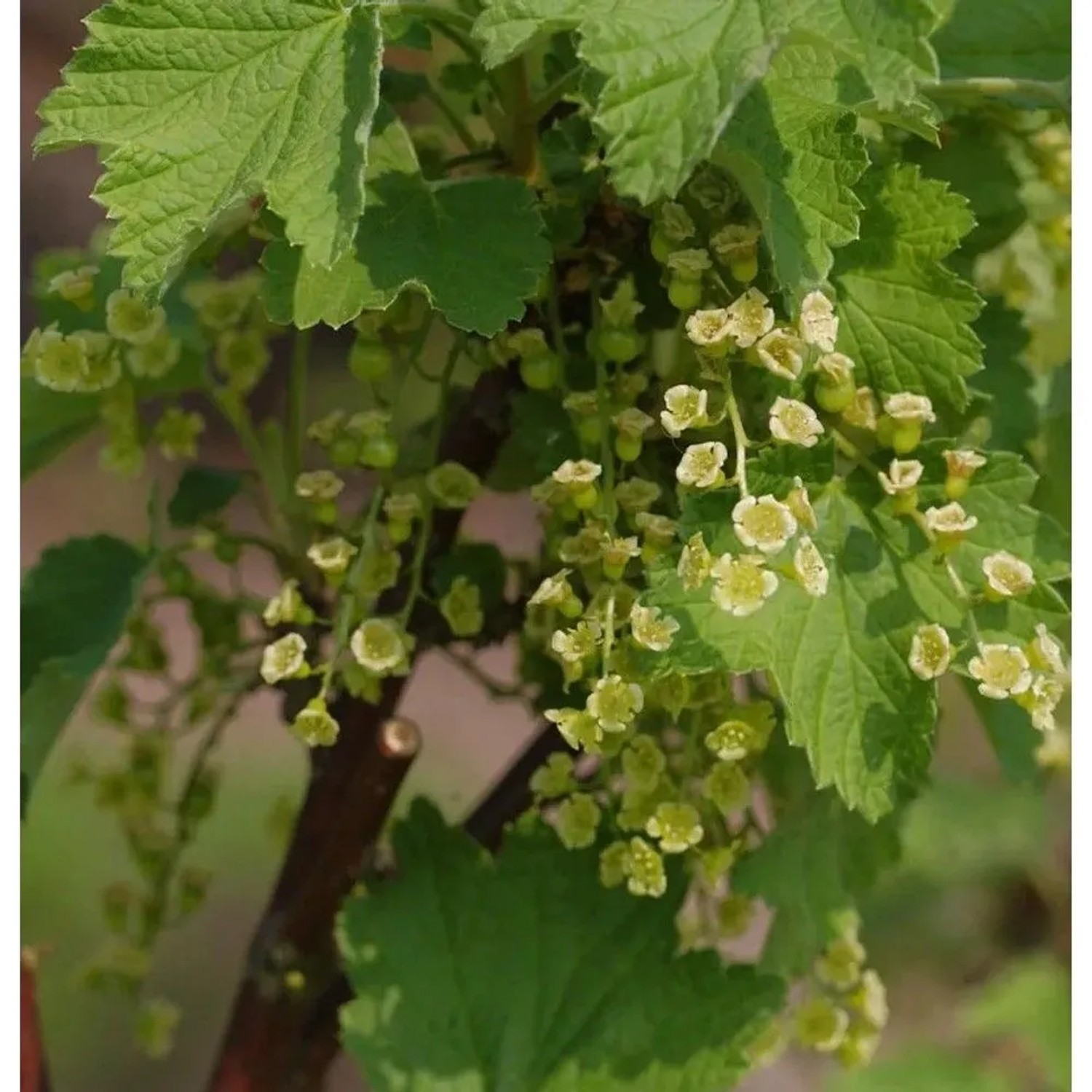 Weiße Johannisbeere Witte Parel 40-60cm - Ribes rubrum