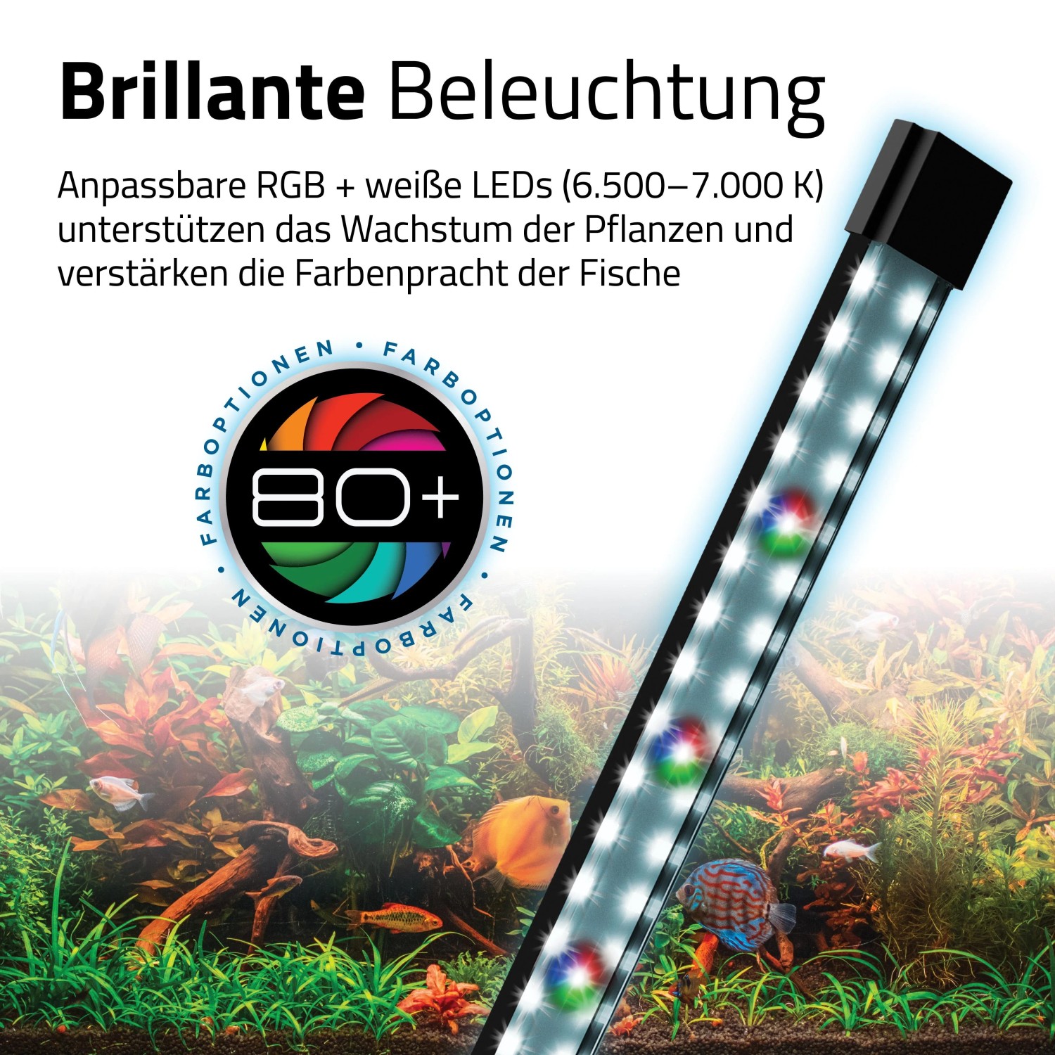 Helle RGB+weiße LED-Beleuchtung für Fluval Süßwasser-Aquarienset, die Pflanzen und Fische im Aquarium farbenfroh hervorhebt.