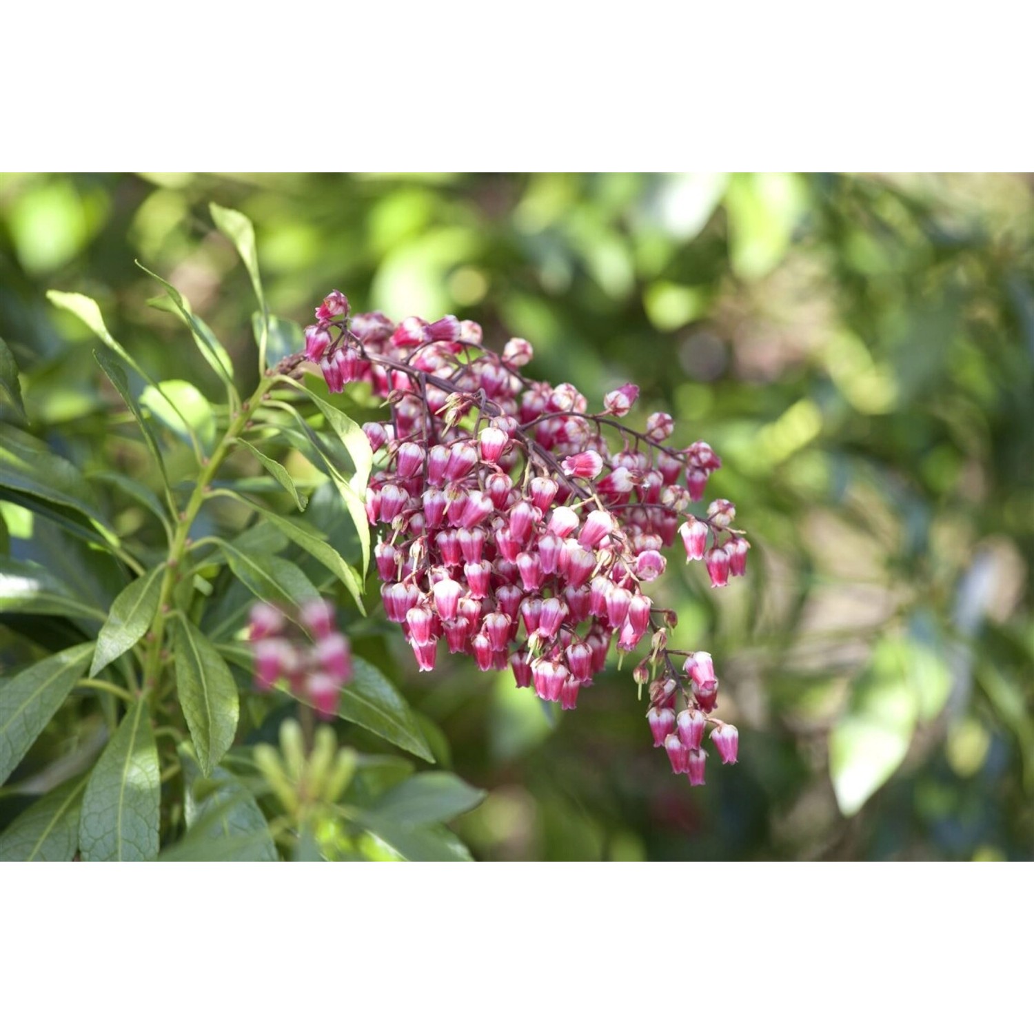 Pieris Japonica Passion Japanische Lavendelheide 20–25 cm günstig online kaufen