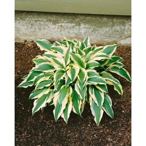 Funkie 'Ground Master' im Topf: Staude mit grün-weiß panaschierten Blättern für halbschattige Standorte.