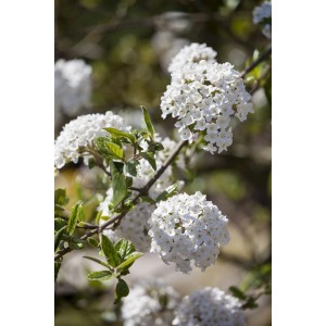 Nahaufnahme des weiß-rosa blühenden Duft-Schneeballs Viburnum Burkwoodii Anne Russel.