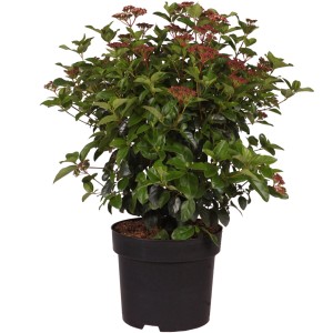 Mittelmeer-Schneeball Lisarose im Topf, ca. 60-80 cm hoch, mit rosa Knospen.