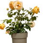 Baumfink Edelrose Candlelight im Topf mit gelben, dicht gefüllten Blüten.