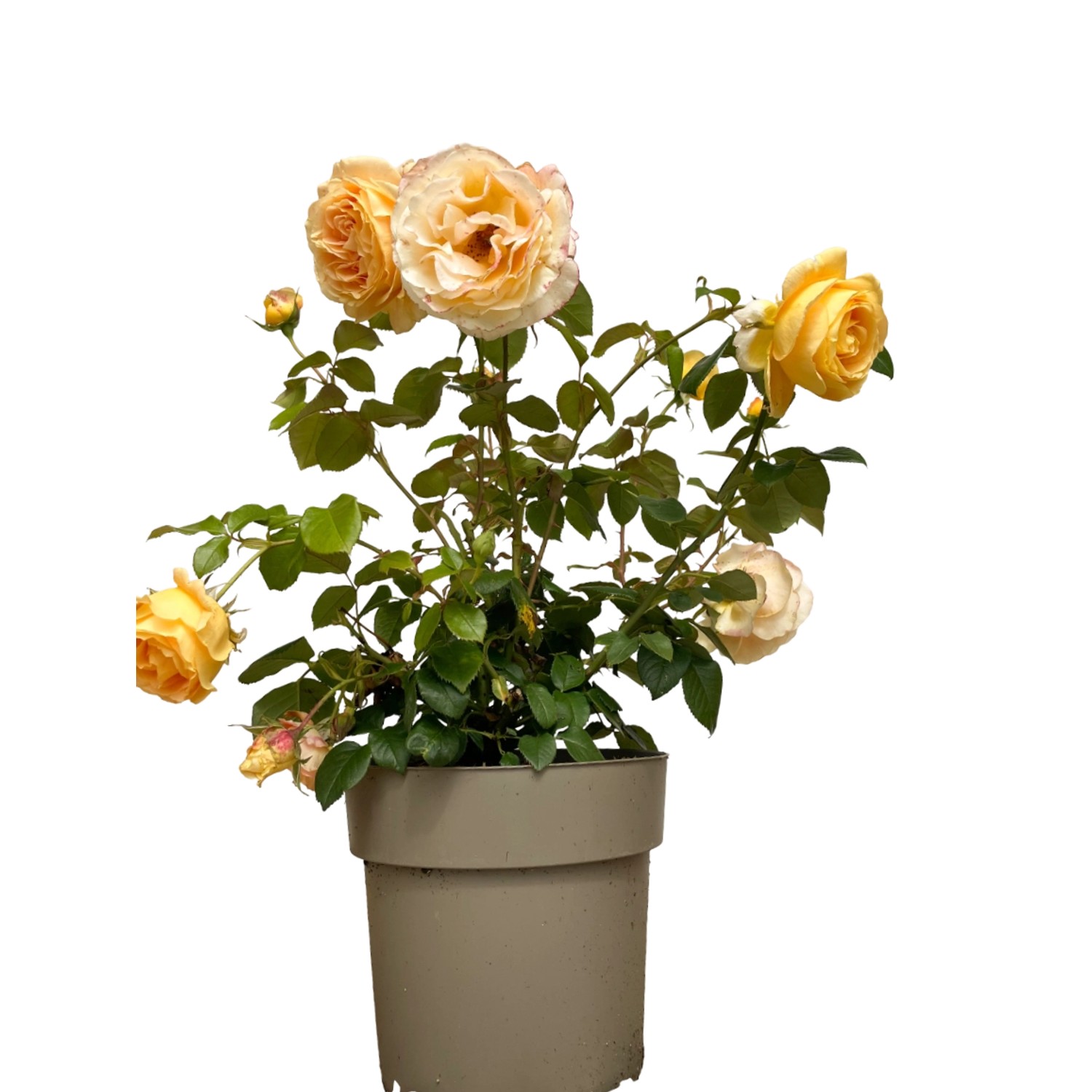 Baumfink Edelrose Candlelight im Topf mit gelben, dicht gefüllten Blüten.