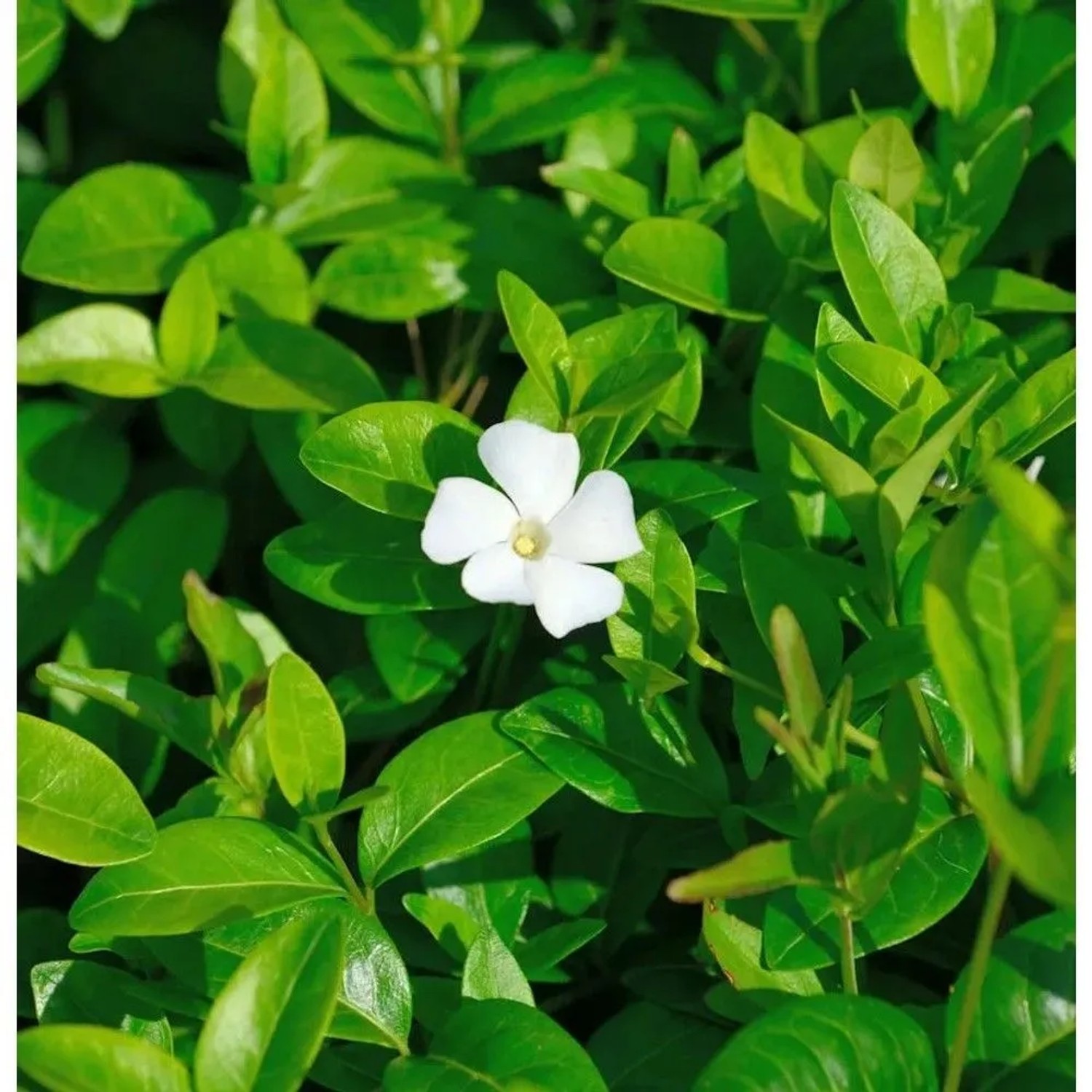 Kleinblättriges Immergrün White Power - Vinca minor