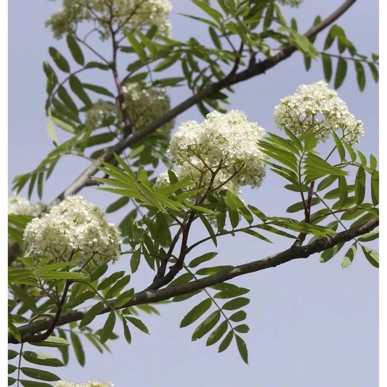 Eßbare Eberesche 80-100cm - Sorbus aucuparia