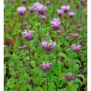 Nahaufnahme der Indianernessel 'Elsies Lavander' (Monarda fistulosa) im Garten.