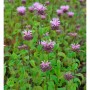 Nahaufnahme der Indianernessel 'Elsies Lavander' (Monarda fistulosa) im Garten.