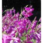 Sumpf Gladiole - Gladiolus palustris_2