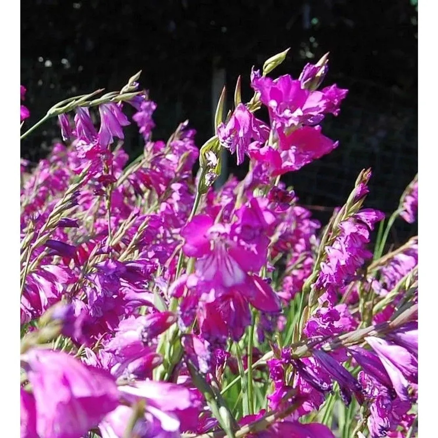 Sumpf Gladiole - Gladiolus palustris_2