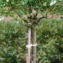 Baumstamm mit Stützpfahl, fixiert mit Sisal-Schnur (Ø 2 mm x 40 m).