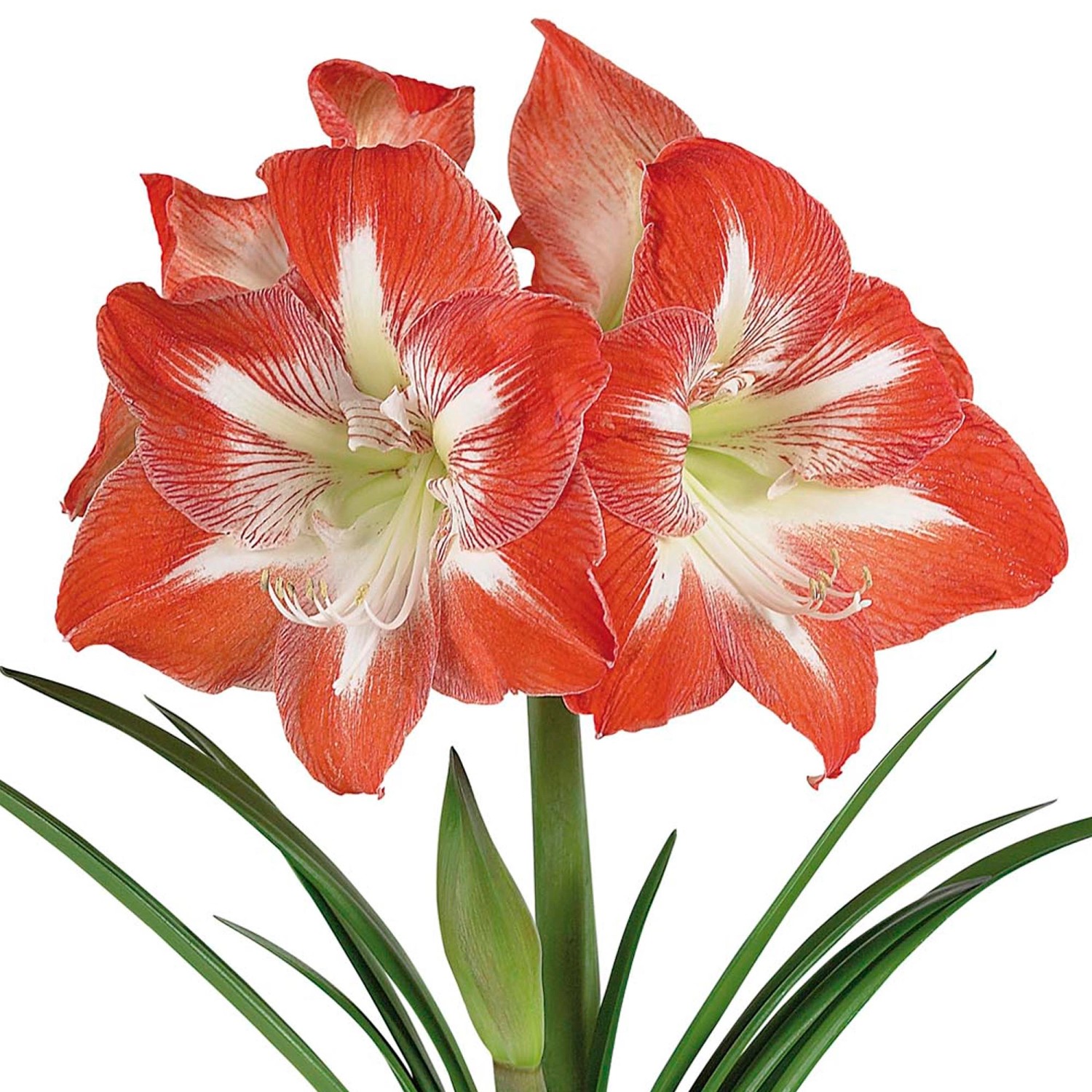 AmaryllisBlumenzwiebel "Minerva" kaufen bei OBI
