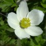 Nahaufnahme einer weißen Anemone sylvestris Blüte mit gelber Mitte.