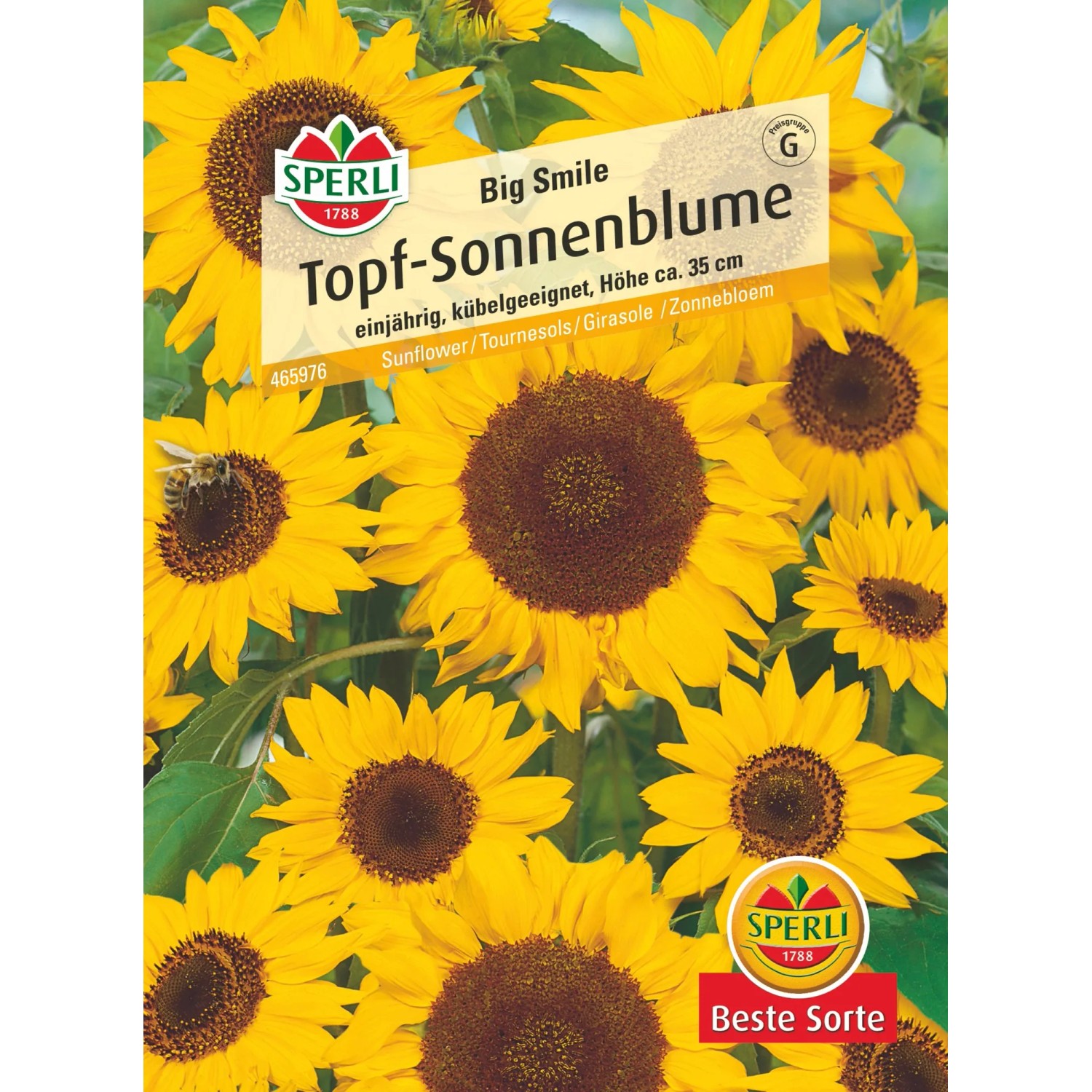 Sperli Topfsonnenblume "Big Smile" Gelb Helianthus
