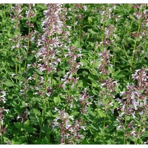 Blühende Katzenminze 'Dawn to Dusk' (Nepeta grandiflora) im Garten, Nahaufnahme.