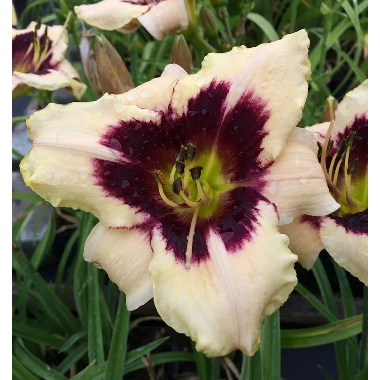 Taglilie Moonlit Masquerade - Hemerocallis cultorum