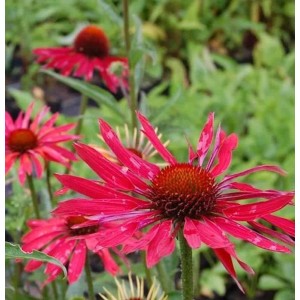 Sonnenhut 'Hot Summer' (Echinacea purpurea) mit leuchtend roten Blüten im Gartenbeet.