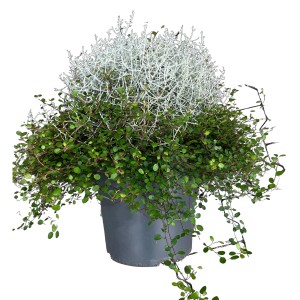 Silberkörbchen-Drahtwein XXL im Topf, silbergraues und grünes Laub. Ideal für Balkon und Terrasse.