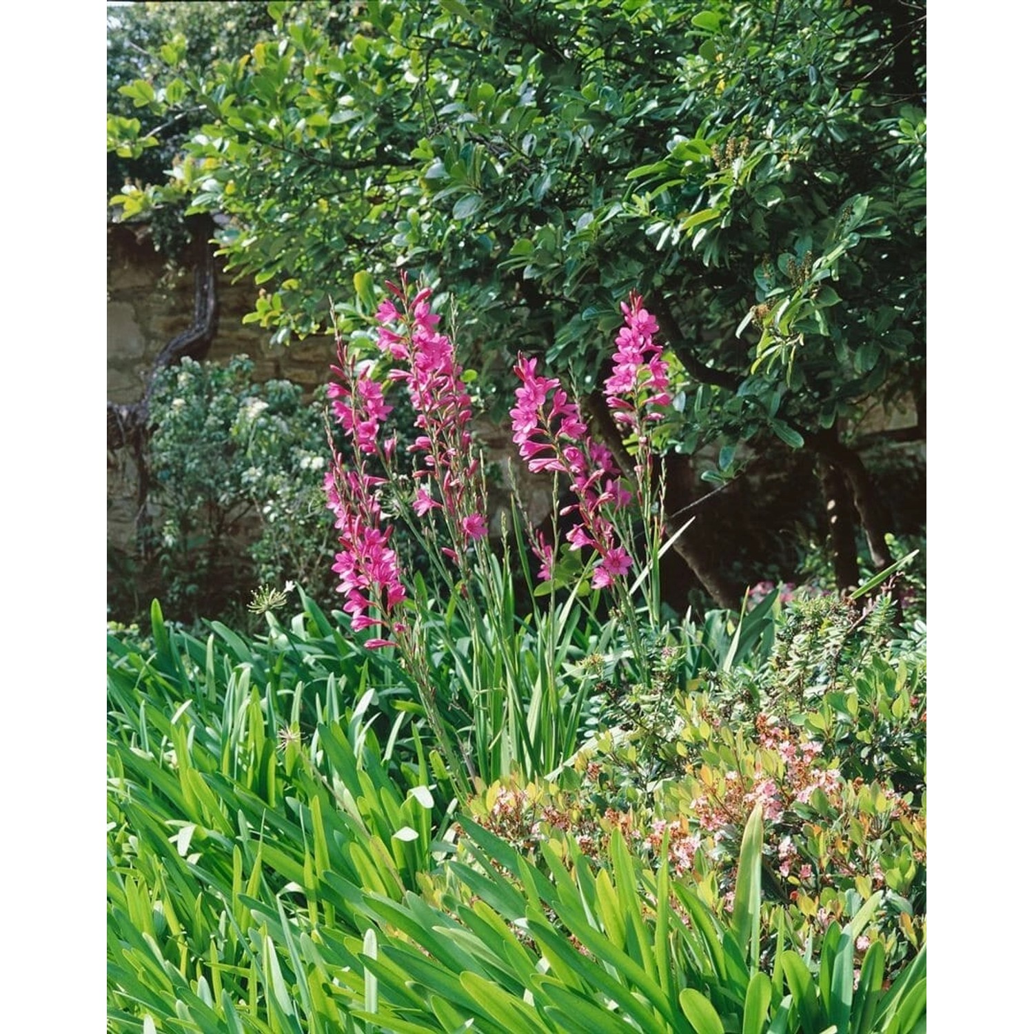 Gladiolus Palustris Sumpfgladiole Ca 9x9 cm Topf günstig online kaufen