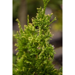 Detailaufnahme der Thuja plicata 'Aurescens' Heckenpflanze mit gelbgrünen Blättern.