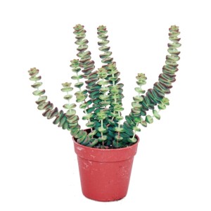 Exotenherz Sukkulente Crassula Hottentot im Topf, Felsen-Dickblatt mit gestapelten Blättern.