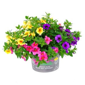 Zauberglöckchen '5 Freunde Mix' im Topf, verschiedene Farben. Sommerpflanze für Balkon und Garten.