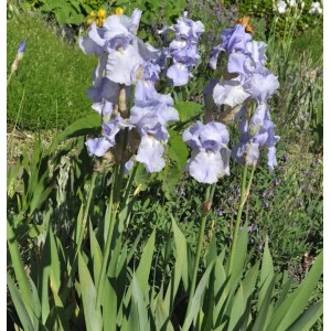 Schwertlilie Frost und Flamme - Iris barbata