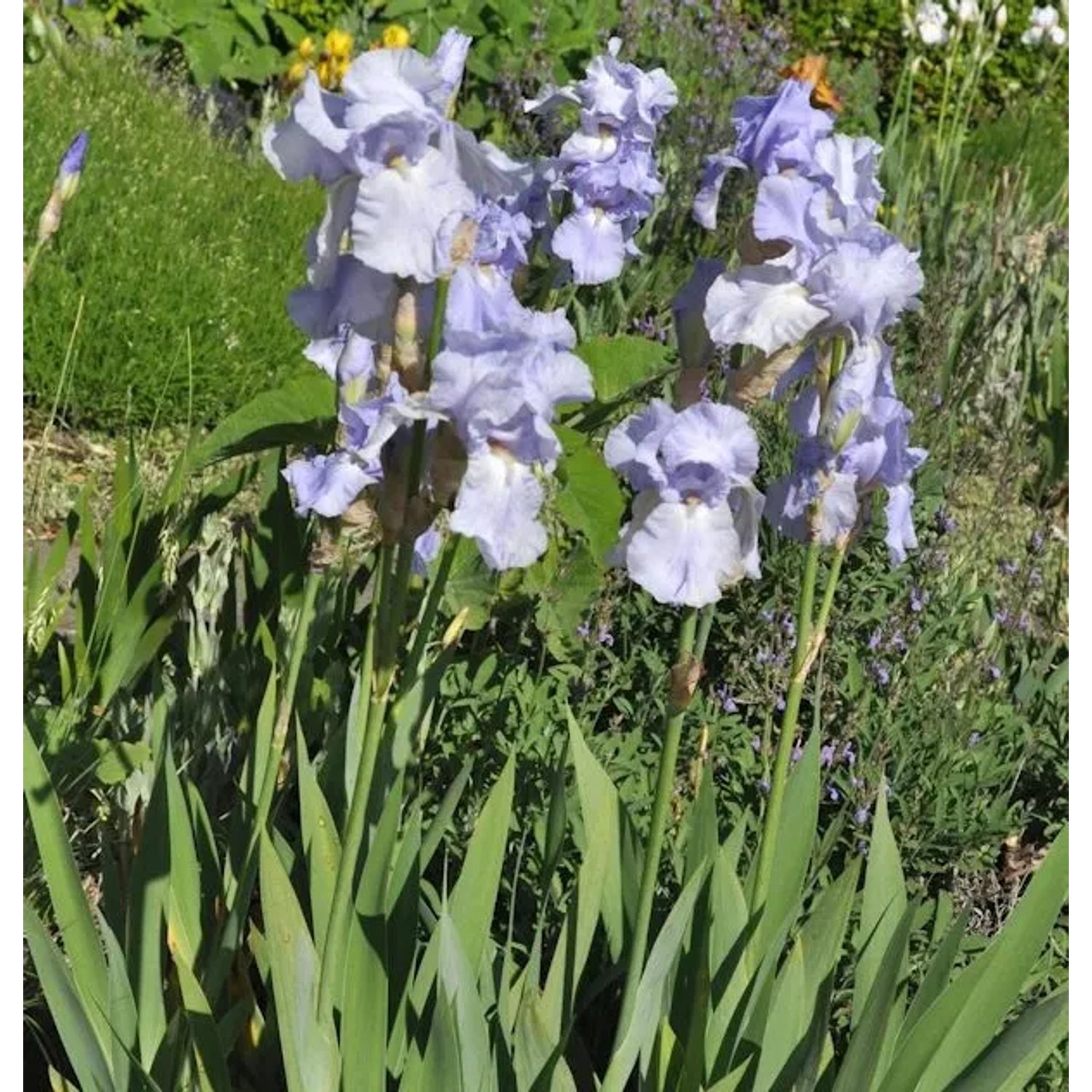 Schwertlilie Frost und Flamme - Iris barbata