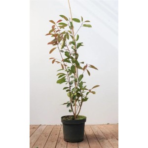 Photinia Fraseri Red Robin im Topf, Glanzmispel mit roten und grünen Blättern, ca. 80-100 cm hoch.