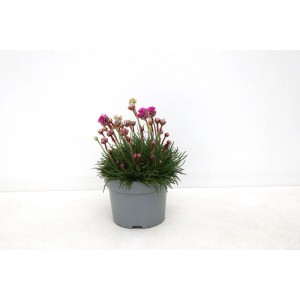 Grasnelke Armeria maritima im Topf, rosa Blüten, grüne Blätter.